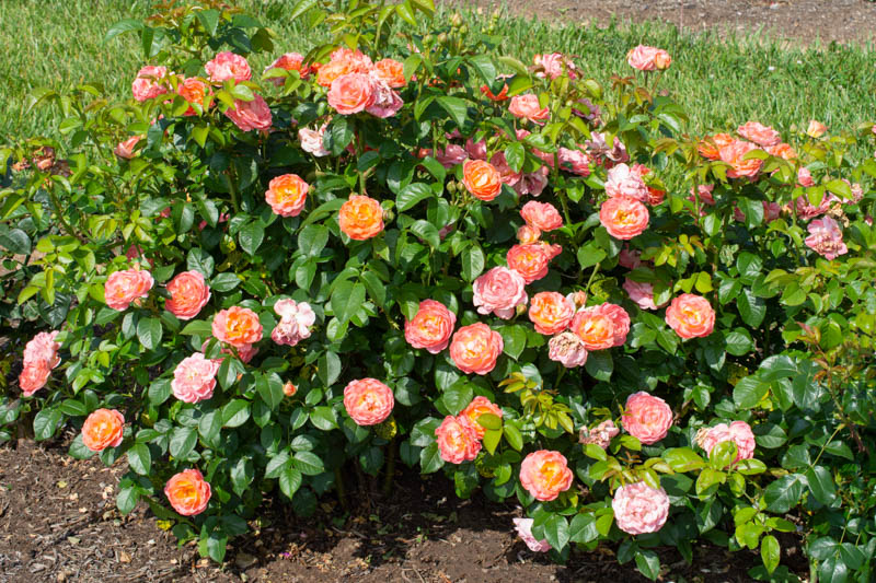 Rose Orange Glow Knock Out, Rosa Orange Glow Knock Out, Orange Roses, Rose Bushes, Orange Flowers