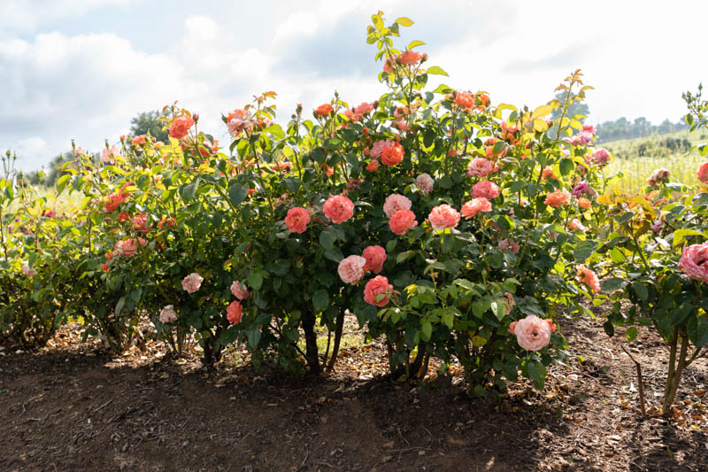 Rose Orange Glow Knock Out, Rosa Orange Glow Knock Out, Orange Roses, Rose Bushes, Orange Flowers