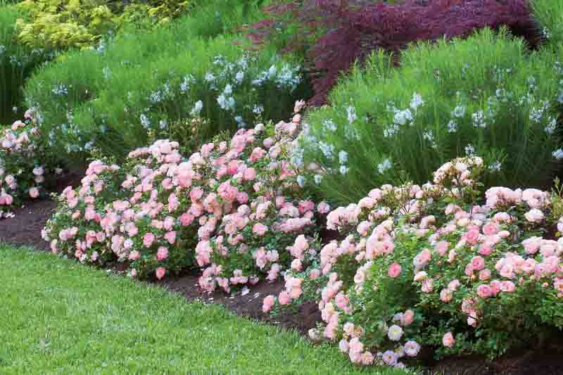 Drift Roses, Groundcover Roses, Scened Carpet Roses, Low Care Roses, Pink Roses, Disease resistant Roses