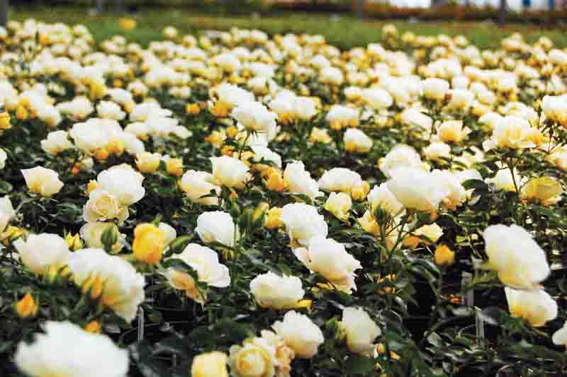 Rosa 'Popcorn Drift', Rose 'Popcorn Drift', Rosa 'Novarospop', Groundcover Roses, White Roses, Yellow Roses, Cream Roses