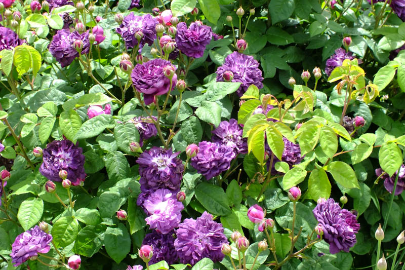 Rosa Cardinal de Richelieu, Cardinal de Richelieu Rose, Purple Rose, Heirloom Rose