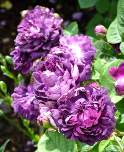 Rosa Cardinal de Richelieu, Cardinal de Richelieu Rose, Purple Rose, Heirloom Rose