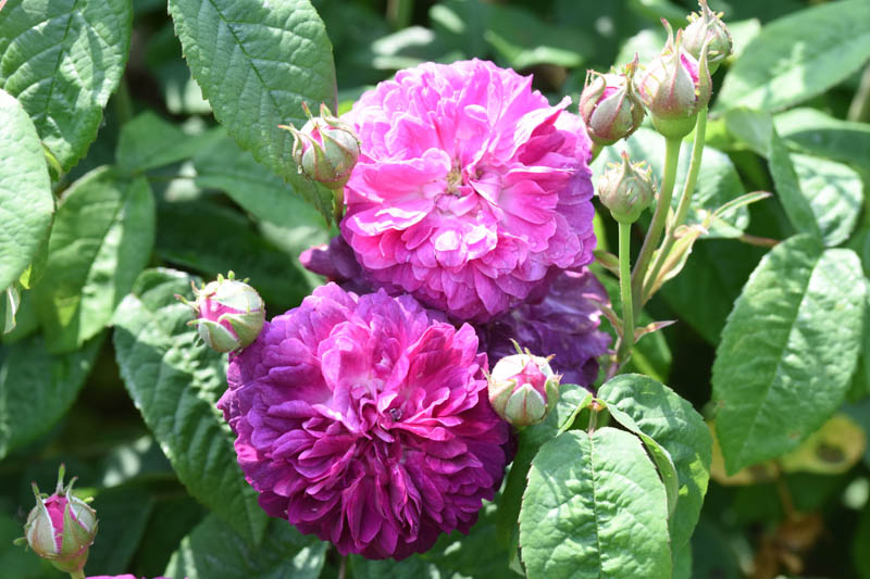 Rosa Cardinal de Richelieu, Cardinal de Richelieu Rose, Purple Rose, Heirloom Rose