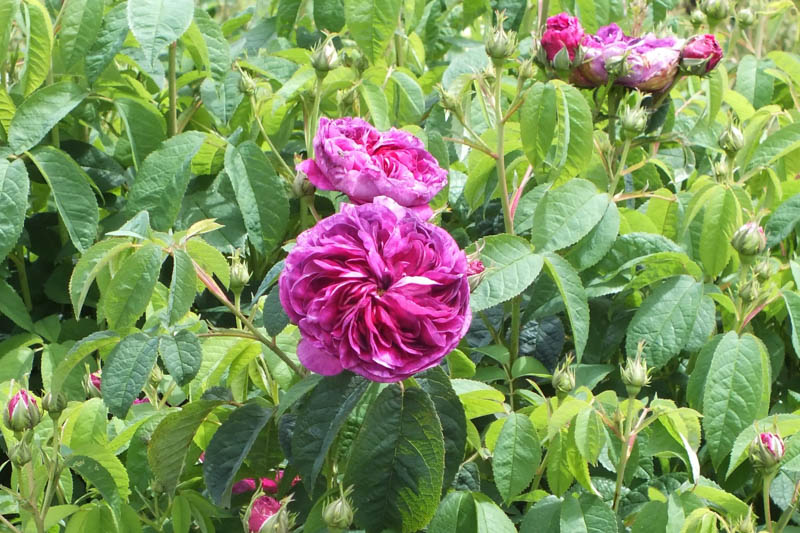 Rosa Charles de Mills, Rose Charles de Mills, Purple Rose, Heirloom Rose, Old Garden Rose