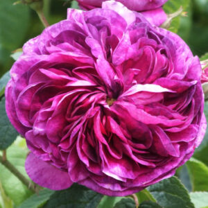 Rosa Charles de Mills, Rose Charles de Mills, Purple Rose, Heirloom Rose, Old Garden Rose
