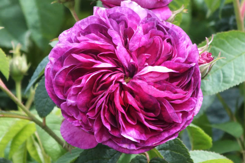 Rosa Charles de Mills, Rose Charles de Mills, Purple Rose, Heirloom Rose, Old Garden Rose