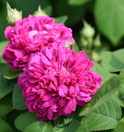 Rosa de Rescht, Rose de Rescht, Heirloom Roses, Pink Roses