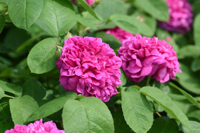 Rosa de Rescht, Rose de Rescht, Heirloom Roses, Pink Roses