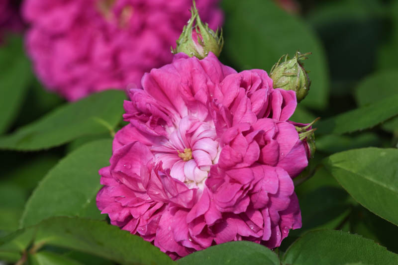Rosa de Rescht, Rose de Rescht, Heirloom Roses, Pink Roses