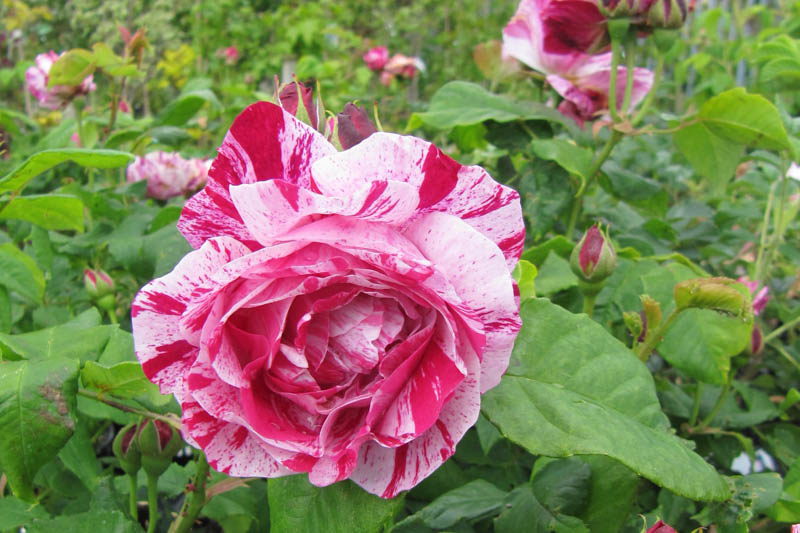 Rosa Ferdinand Pichard, Rose Ferdinand Pichard, Bicolor Rose, Heirloom Rose, Old Garden Rose