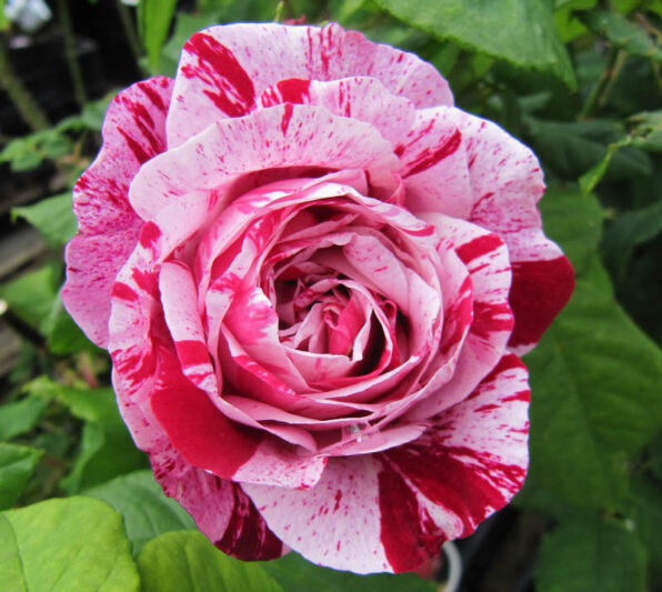 Rosa Ferdinand Pichard, Rose Ferdinand Pichard, Bicolor Rose, Heirloom Rose, Old Garden Rose