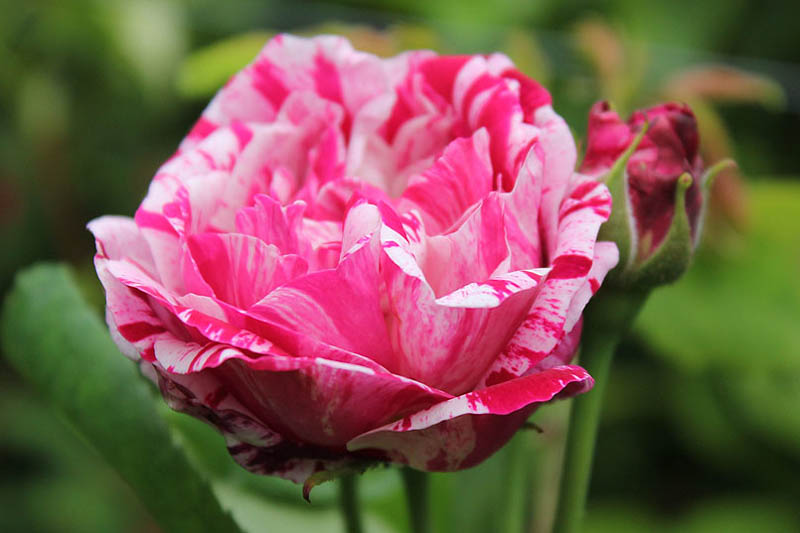 Rosa Ferdinand Pichard, Rose Ferdinand Pichard, Bicolor Rose, Heirloom Rose, Old Garden Rose