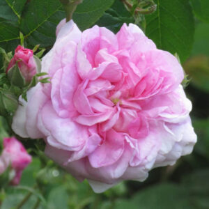 Rosa Ispahan, Rose Ispahan, Rose Pompon des Princes, Pink Rose, Heirloom Rose