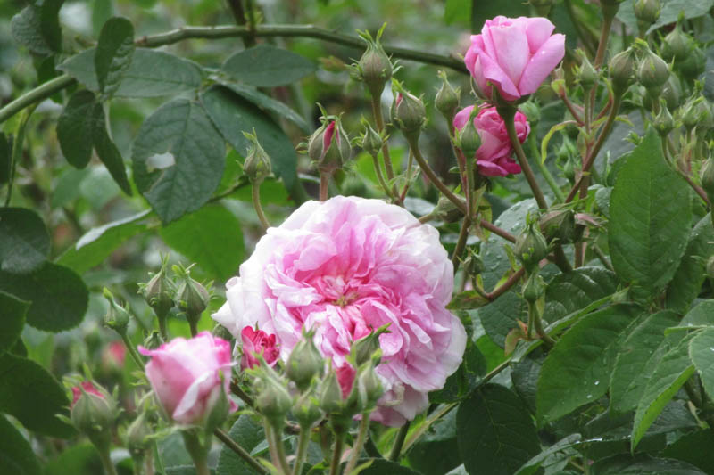 Rosa Ispahan, Rose Ispahan, Rose Pompon des Princes, Pink Rose, Heirloom Rose