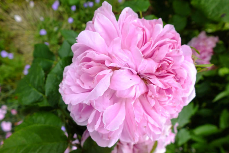 Rosa Jacques Cartier, Rose Jacques Cartier, Pink Rose, Heirloom Rose, Old Garden Rose