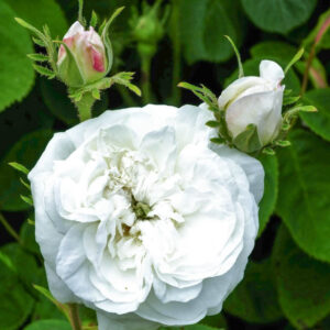 Rosa Madame Hardy, Rose Madame Hardy, Damask Rose, White Rose, Heirloom Rose