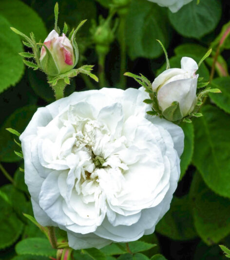 Rosa Madame Hardy, Rose Madame Hardy, Damask Rose, White Rose, Heirloom Rose