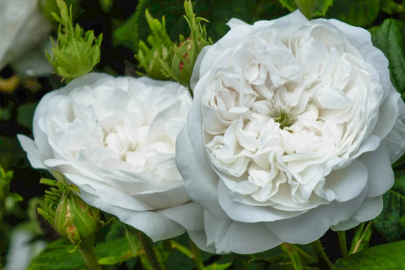 Rosa Madame Hardy, Rose Madame Hardy, Damask Rose, White Rose, Heirloom Rose