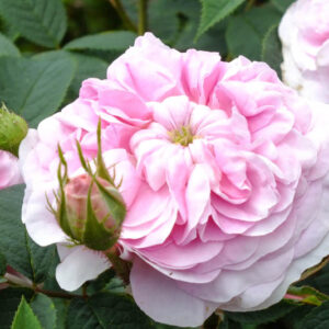 Rosa Queen of Denmark, Rose Queen of Denmark, Pink Rose, Heirloom Roses