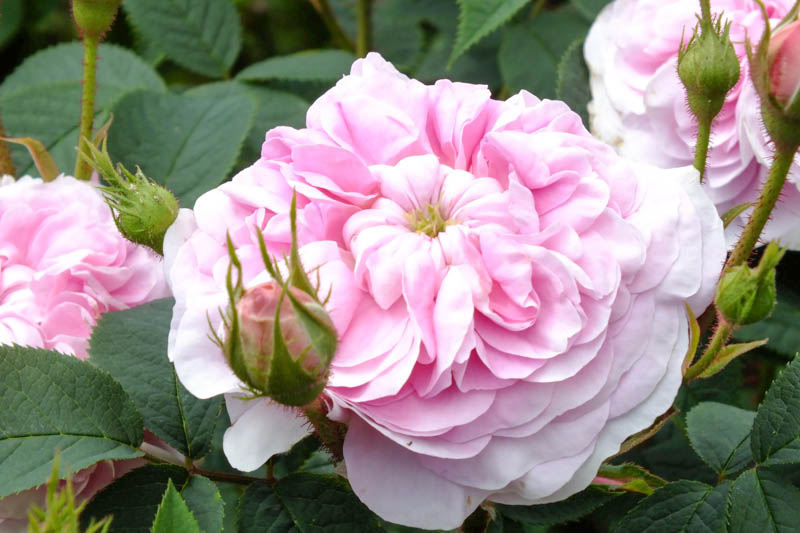 Rosa Queen of Denmark, Rose Queen of Denmark, Pink Rose, Heirloom Roses