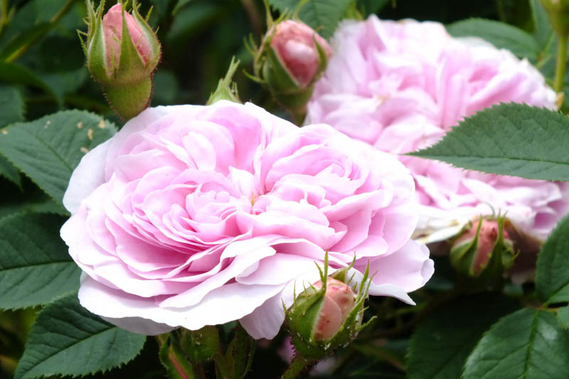 Rosa Queen of Denmark, Rose Queen of Denmark, Pink Rose, Heirloom Roses