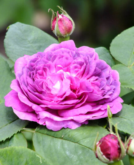 Reine des Violettes, Rosa Reine des Violettes, Purple Rose, Heirloom Rose, Old Garden Rose