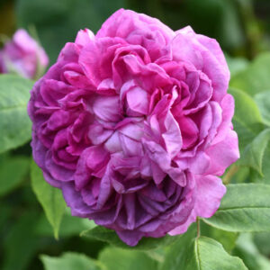 Reine des Violettes, Rosa Reine des Violettes, Purple Rose, Heirloom Rose, Old Garden Rose