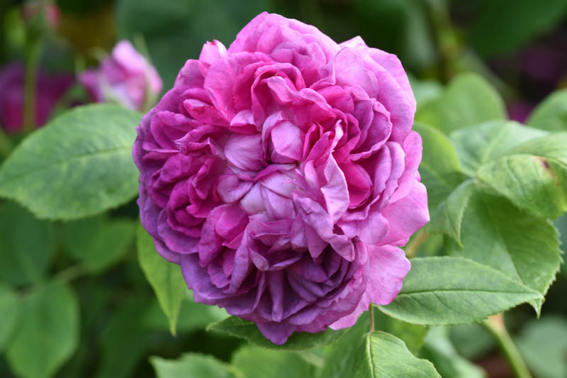 Reine des Violettes, Rosa Reine des Violettes, Purple Rose, Heirloom Rose, Old Garden Rose