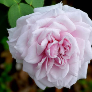 Rose Souvenir de la Malmaison, Rosa Souvenir de la Malmaison, Heirloom Roses, Heirloom Rose, Old Garden Rose, Pink Rose