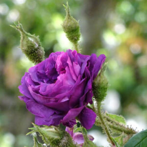 Rosa William Lobb, William Lobb Rose, Purple Rose, Heirloom Rose, Old Garden Rose