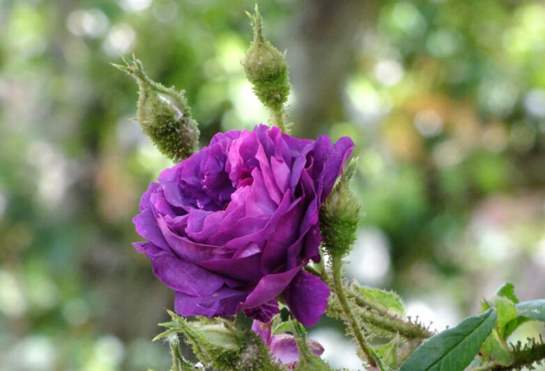 Rosa William Lobb, William Lobb Rose, Purple Rose, Heirloom Rose, Old Garden Rose