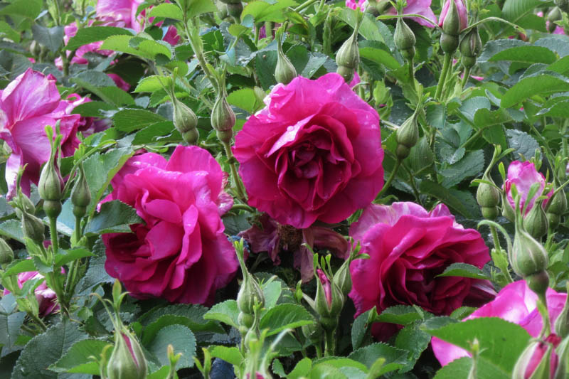 Rosa William Lobb, William Lobb Rose, Purple Rose, Heirloom Rose, Old Garden Rose