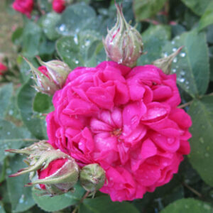 Rosa de Rescht, Rose de Rescht, Heirloom Roses, Pink Roses