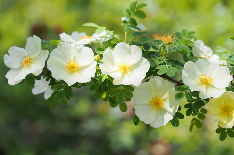 Wild Rose, Rosa pimpinellifolia, Scotch rose, barrow rose, burnet rose, 
fox rose, wild burnet rose