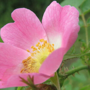 Sweet Briar, Eglantine, Rosa rubiginosa, Wild Rose, Pink Rose