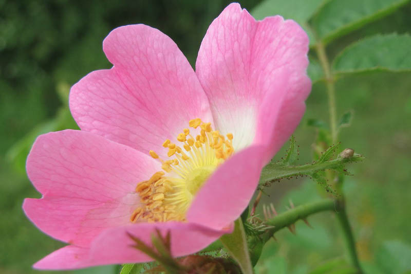 Sweet Briar, Eglantine, Rosa rubiginosa, Wild Rose, Pink Rose