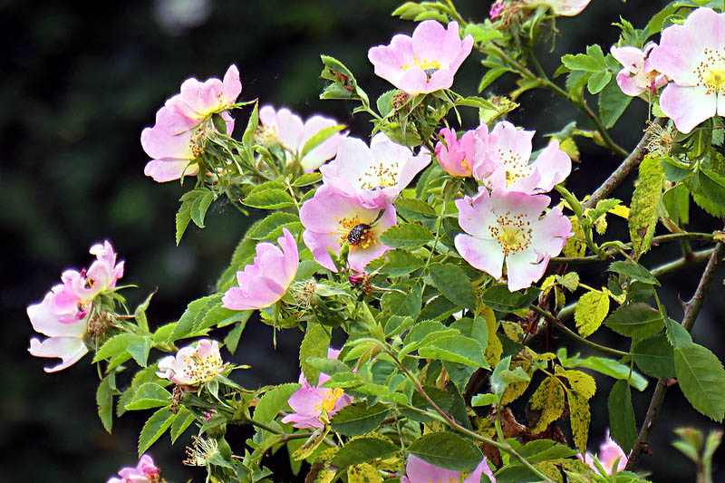 Sweet Briar, Eglantine, Rosa rubiginosa, Wild Rose, Pink Rose