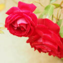 Rosa 'Cramoisi Supérieur', Rose 'Cramoisi Supérieur', China Rose, Heirloom Roses, Red Rose, Red Roses