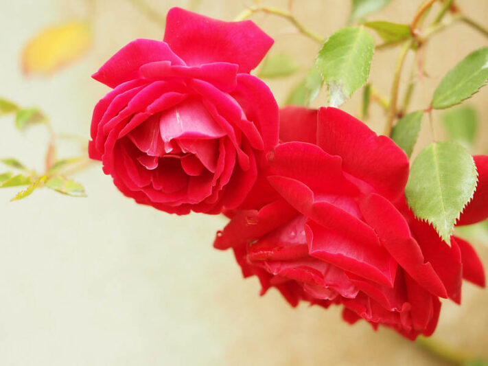 Rosa 'Cramoisi Supérieur', Rose 'Cramoisi Supérieur', China Rose, Heirloom Roses, Red Rose, Red Roses