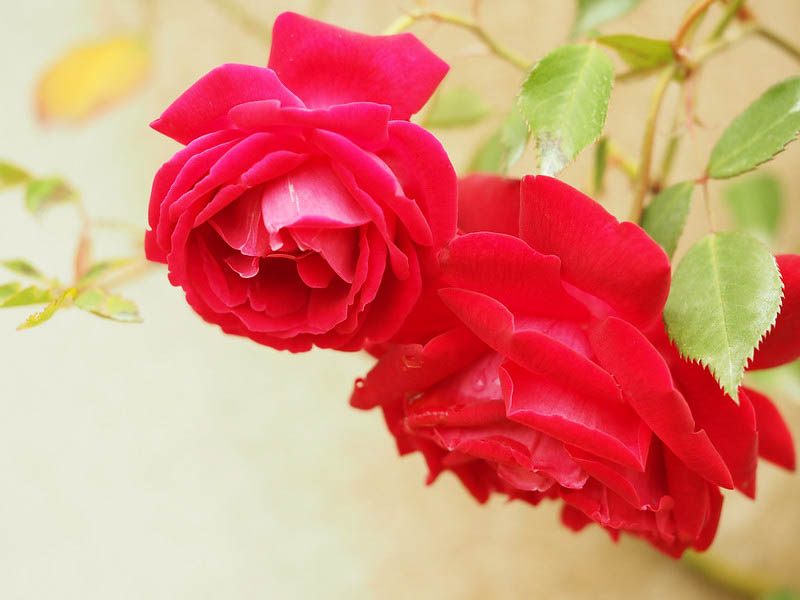 Rosa 'Cramoisi Supérieur', Rose 'Cramoisi Supérieur', China Rose, Heirloom Roses, Red Rose, Red Roses