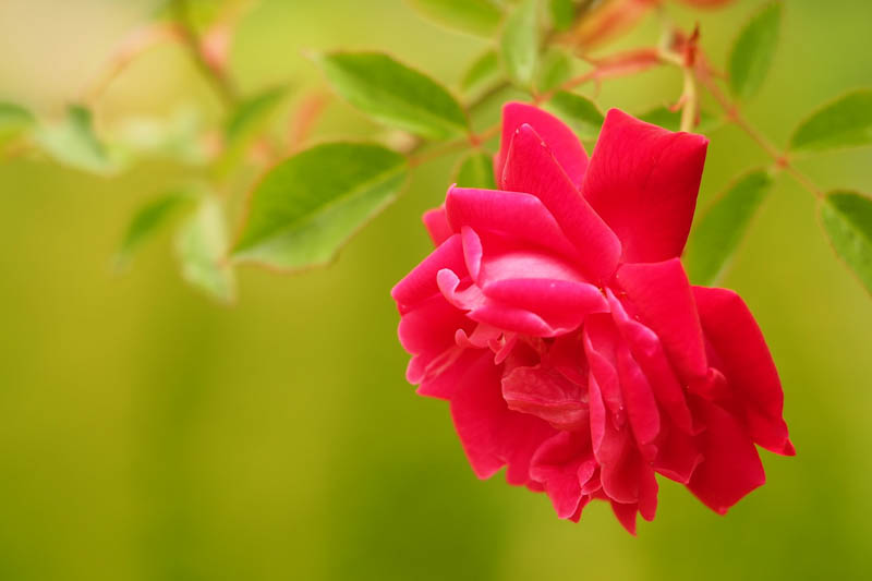 Rosa 'Cramoisi Supérieur', Rose 'Cramoisi Supérieur', China Rose, Heirloom Roses, Red Rose, Red Roses