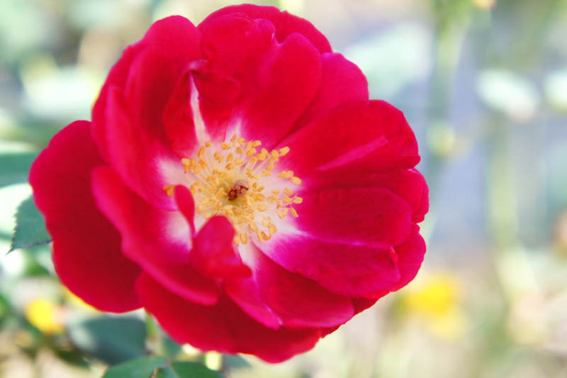 Rosa 'Cramoisi Supérieur', Rose 'Cramoisi Supérieur', China Rose, Heirloom Roses, Red Rose, Red Roses