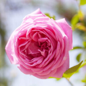 Rosa Hermosa, Rose Hermosa, China Rose, Pink Rose, Pink Roses