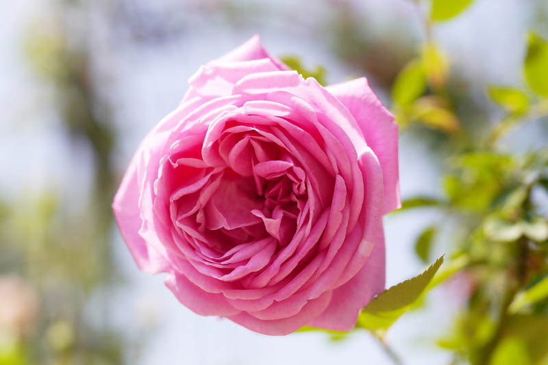Heirloom Rose: Rosa 'Hermosa' (China Rose) Heirloom Rose: Rosa 'Hermosa' (China Rose)