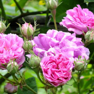 Rosa multiflora 'Platyphylla',Seven Sisters' rose, Seven Sisters Rose, Heirloom Roses, Antique Roses, Old Garden Roses