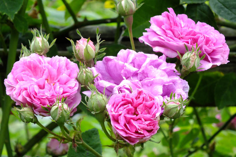 Rosa multiflora 'Platyphylla',Seven Sisters' rose, Seven Sisters Rose, Heirloom Roses, Antique Roses, Old Garden Roses