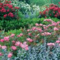 Knockout Roses, Knock Out Roses, Rose Bush, Groundcover Rose, Garden Roses