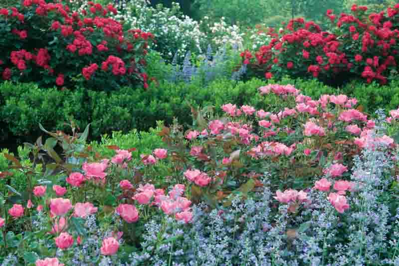 Knockout Roses, Knock Out Roses, Rose Bush, Groundcover Rose, Garden Roses