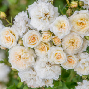 Rosa 'White Drift', Rose 'White Drift, Groundcover Roses, White Roses, Rose Bushes