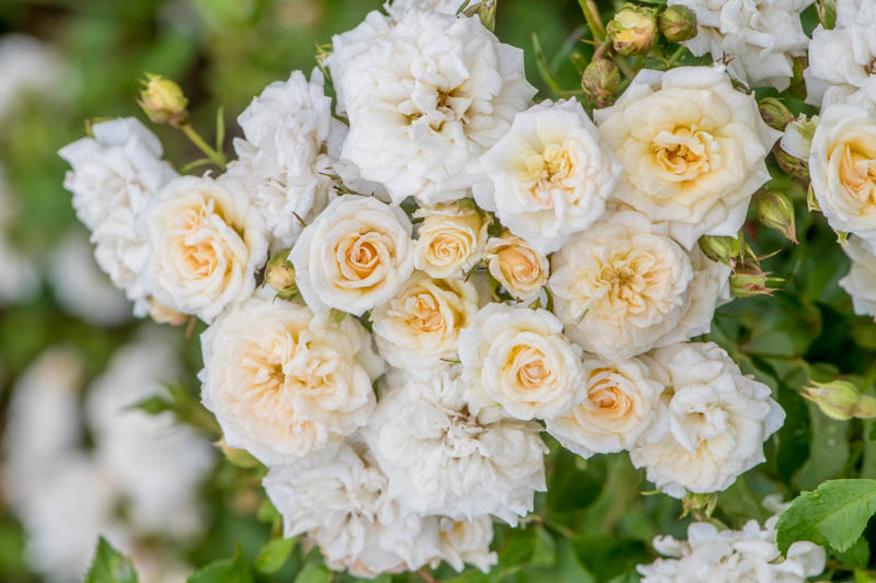 Rosa 'White Drift', Rose 'White Drift, Groundcover Roses, White Roses, Rose Bushes